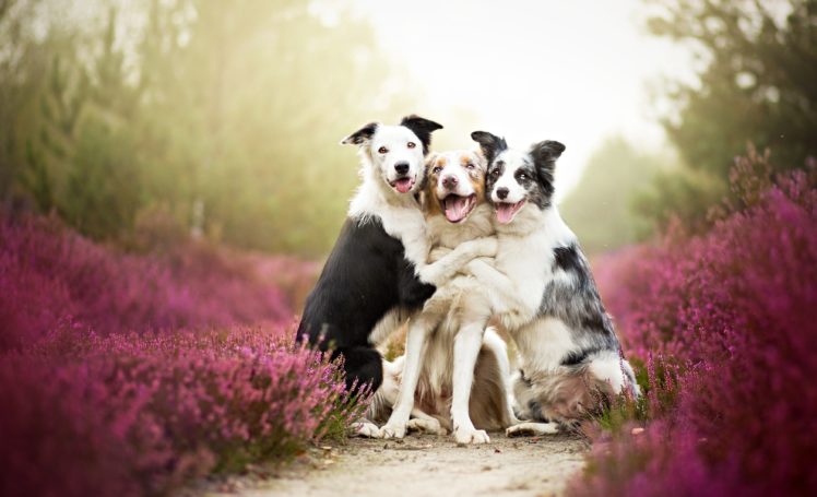 dogs, Border, Collie, Three, 3, Trail, Animals HD Wallpaper Desktop Background