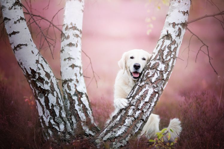 dogs, Birch, Trunk, Tree, Retriever, Animals HD Wallpaper Desktop Background