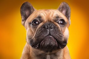 dogs, Colored, Background, Bulldog, Snout, Animals
