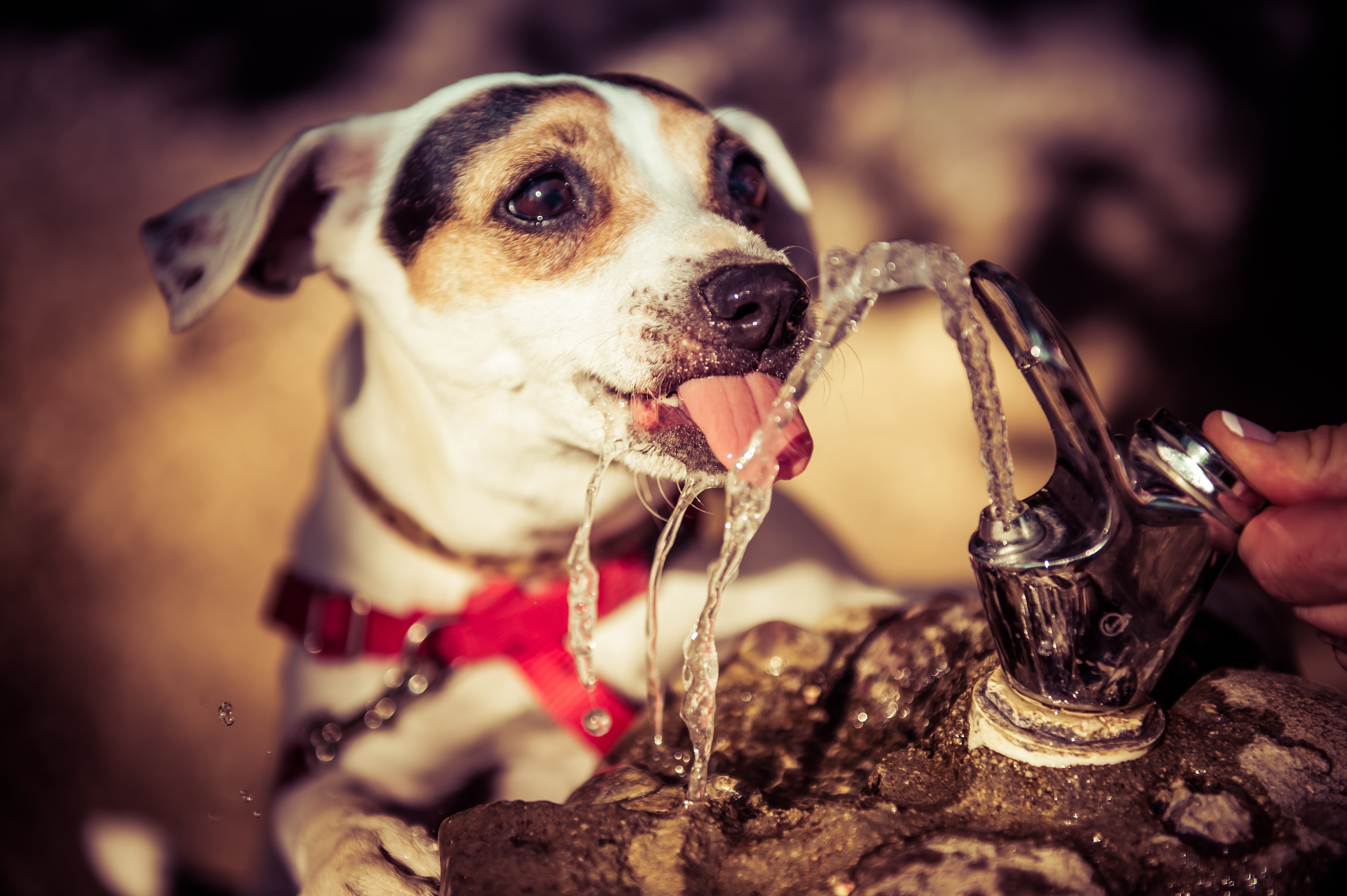 dogs, Water, Animals Wallpaper