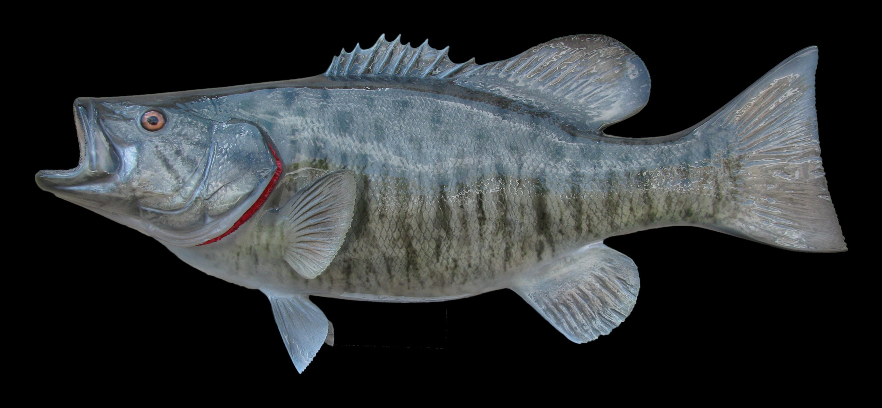 fish, Closeup, Black, Background, Smallmouth, Bass, Animals Wallpaper