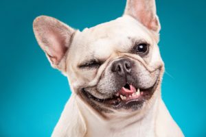 dogs, Colored, Background, Bulldog, Snout, Animals