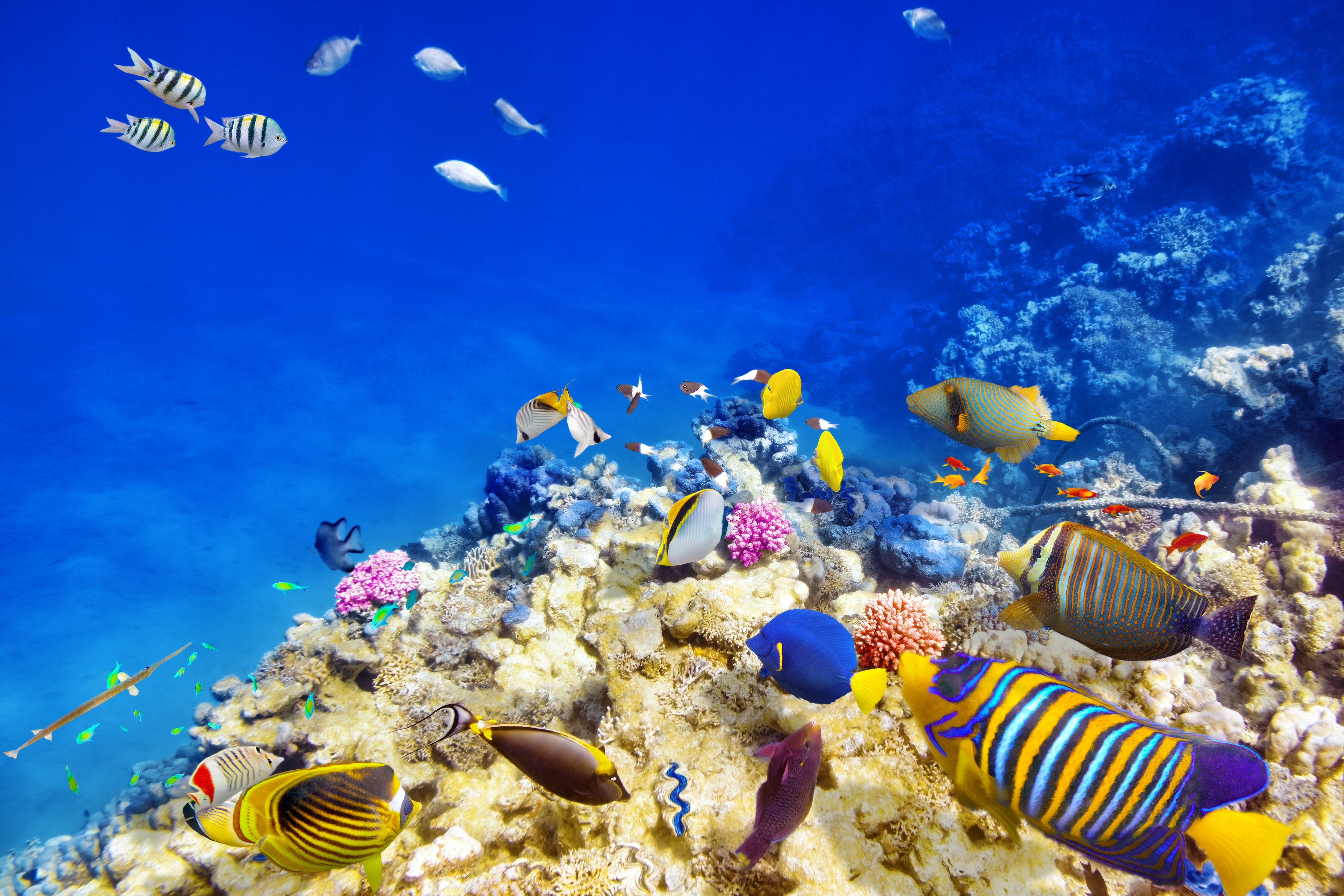 underwater, World, Corals, Fish, Animals Wallpaper