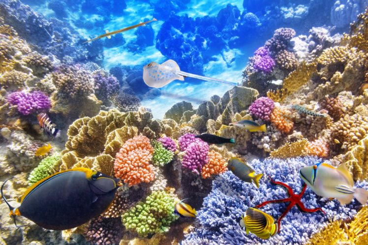 underwater, World, Corals, Fish, Animals HD Wallpaper Desktop Background
