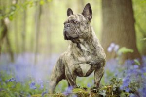 dogs, Bulldog, French, Animals, Wallpapers