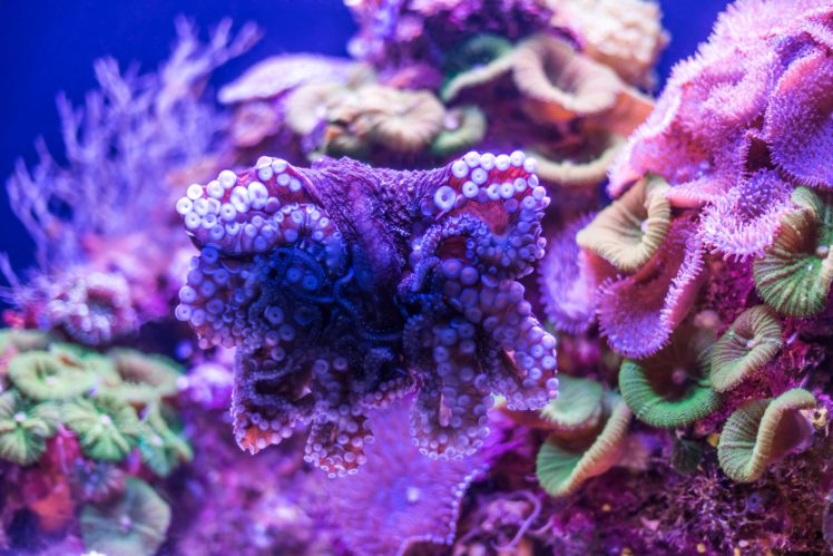underwater, World, Corals, Animals, Wallpapers HD Wallpaper Desktop Background