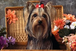 dogs, Yorkshire, Terrier, Animals, Wallpapers