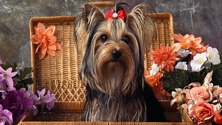 dogs, Yorkshire, Terrier, Animals, Wallpapers HD Wallpaper Desktop Background