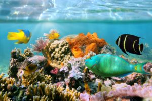 fish, Underwater, World, Corals, Animals, Wallpapers