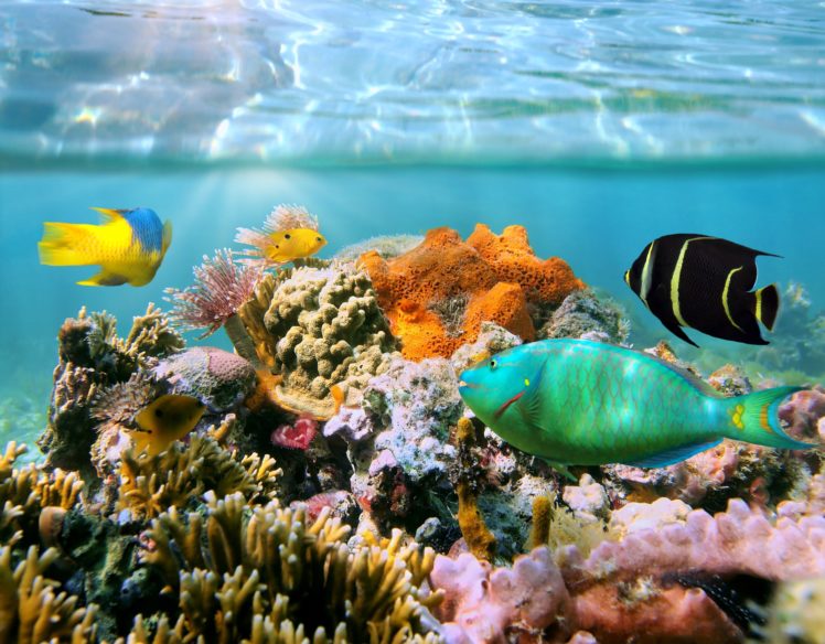 fish, Underwater, World, Corals, Animals, Wallpapers HD Wallpaper Desktop Background