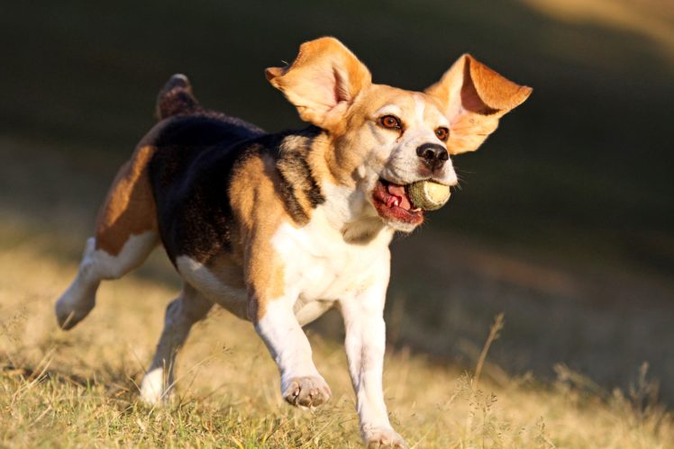 dogs, Beagle, Run, Animals, Wallpapers HD Wallpaper Desktop Background