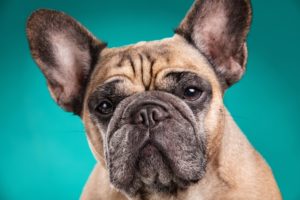 dogs, Colored, Background, Bulldog, Snout, Animals, Wallpapers