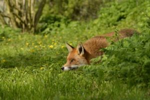 foxes, Grass, Animals, Wallpapers