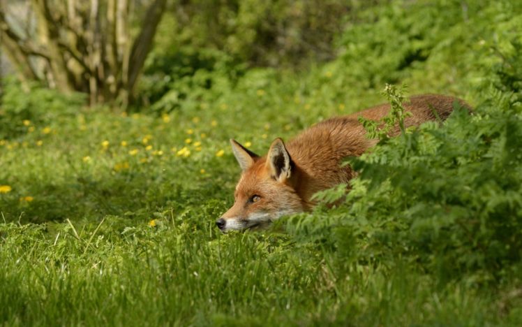 foxes, Grass, Animals, Wallpapers HD Wallpaper Desktop Background