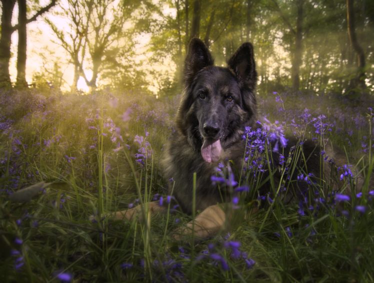 dogs, Shepherd, Grass, Animals, Wallpapers HD Wallpaper Desktop Background