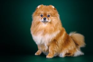 dogs, Spitz, Colored, Background, Animals, Wallpapers