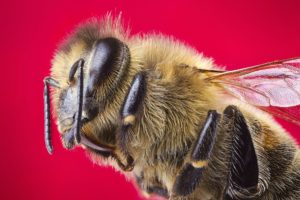 bees, Closeup, Colored, Background, Animals, Wallpapers
