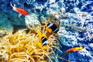 underwater, World, Corals, Fish, Animals, Wallpapers