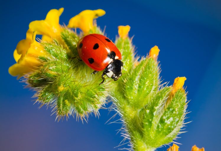 ladybugs, Closeup, Animals, Wallpapers HD Wallpaper Desktop Background