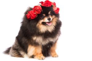 dogs, Roses, Spitz, White, Background, Animals, Wallpapers