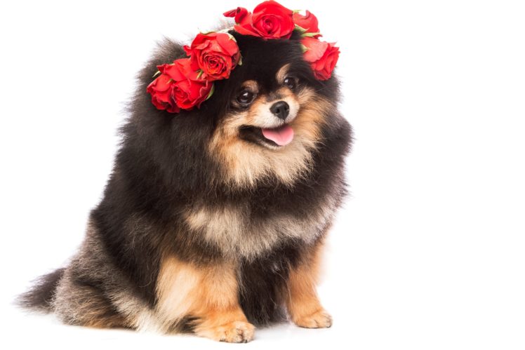 dogs, Roses, Spitz, White, Background, Animals, Wallpapers HD Wallpaper Desktop Background