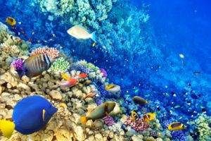 underwater, World, Fish, Corals, Stones, Animals, Wallpapers