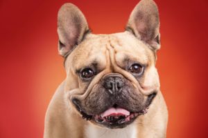 dogs, Bulldog, Snout, Colored, Background, Animals, Wallpapers