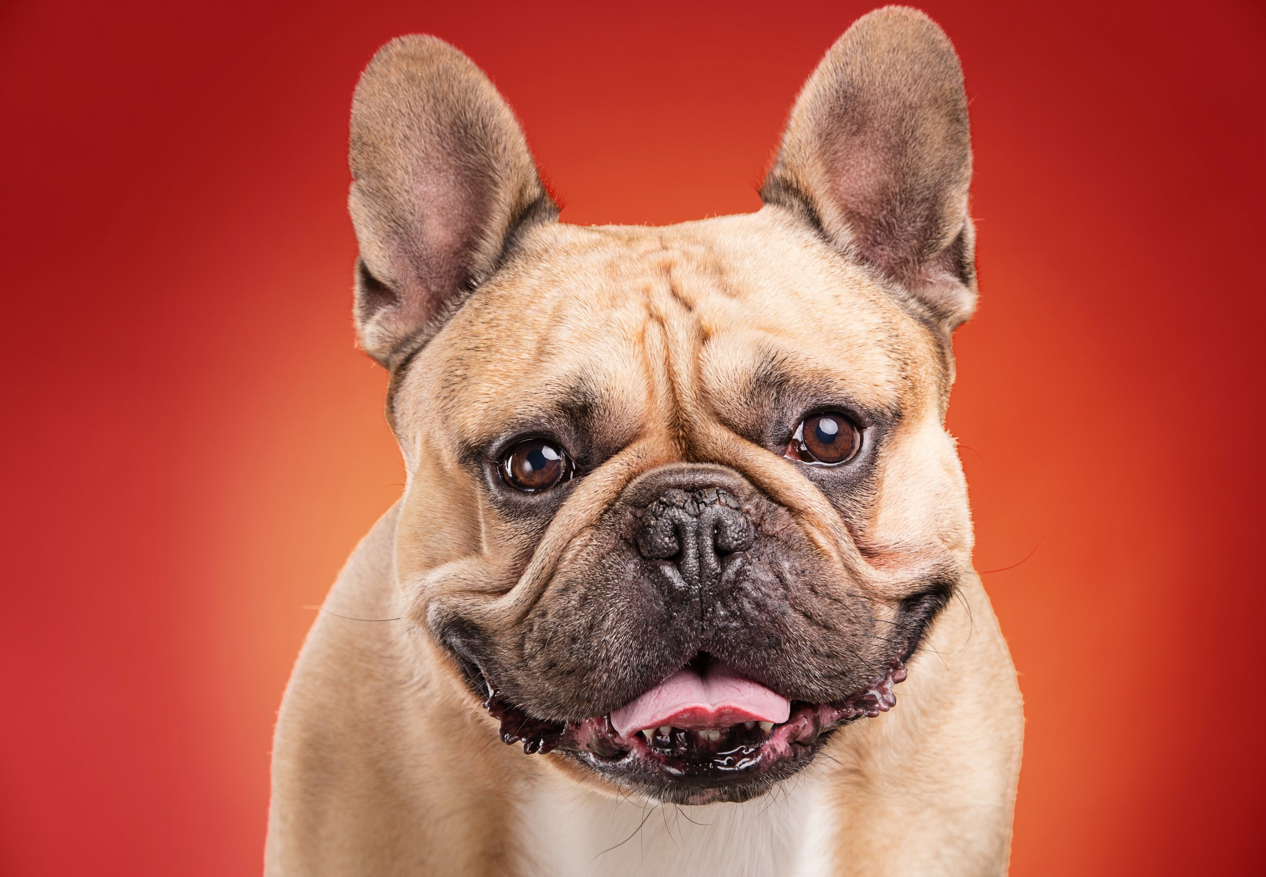 dogs, Bulldog, Snout, Colored, Background, Animals, Wallpapers Wallpaper