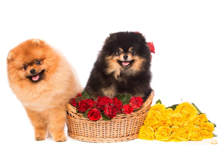 dogs, Roses, Spitz, Two, Wicker, Basket, White, Background, Animals, Flowers, Wallpapers HD Wallpaper Desktop Background
