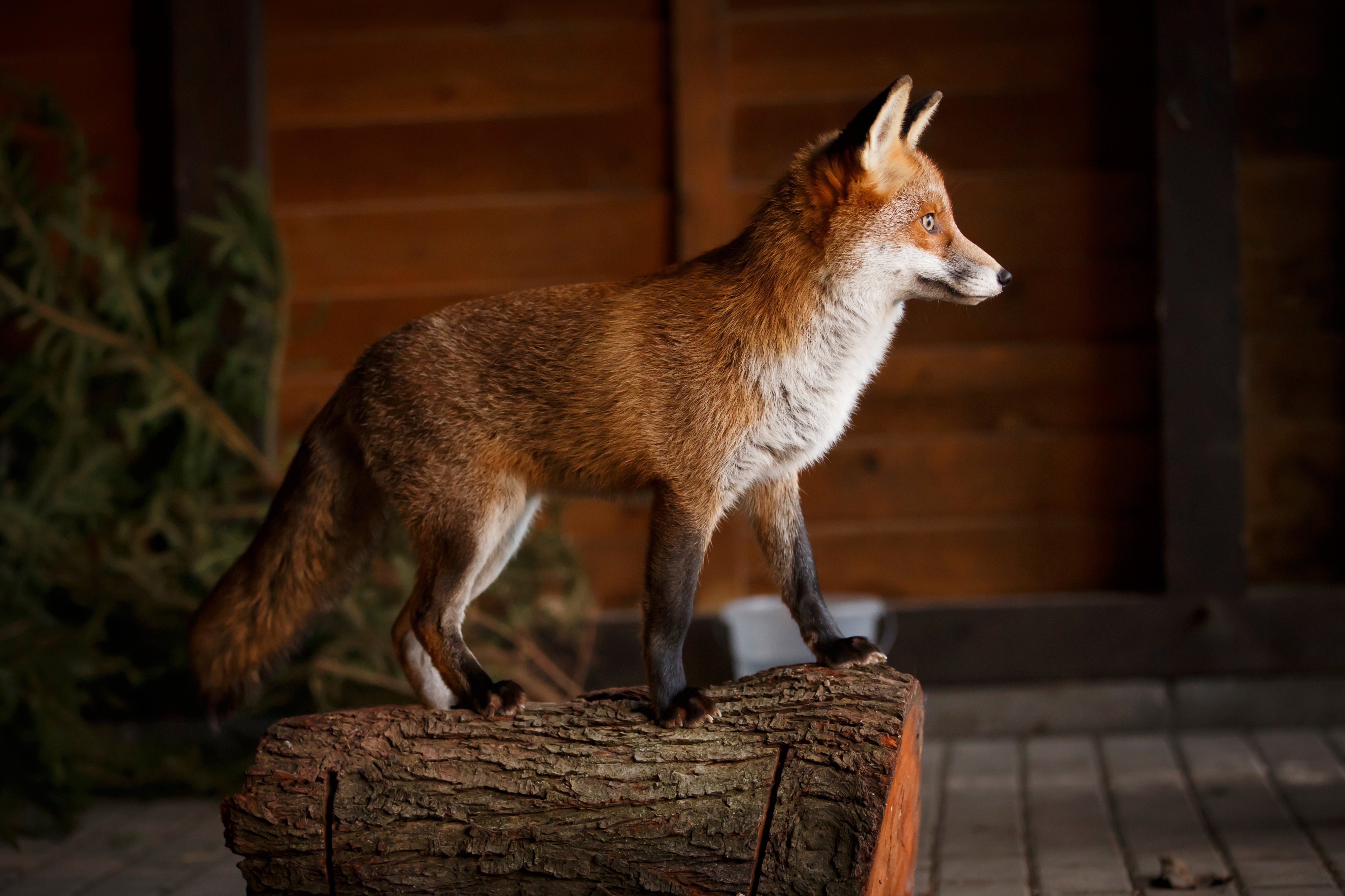 foxes, Tree, Stump, Animals, Wallpapers Wallpaper