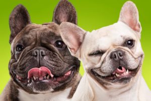 dogs, Bulldog, Two, Snout, Animals, Wallpapers