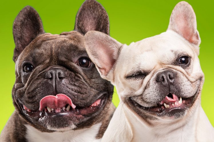 dogs, Bulldog, Two, Snout, Animals, Wallpapers HD Wallpaper Desktop Background
