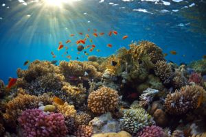 underwater, World, Corals, Fish, Rays, Of, Light, Animals, Wallpapers