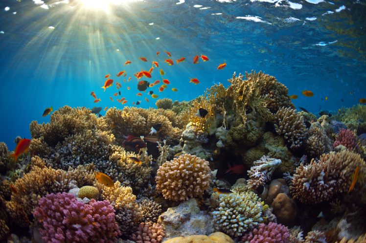 underwater, World, Corals, Fish, Rays, Of, Light, Animals ...