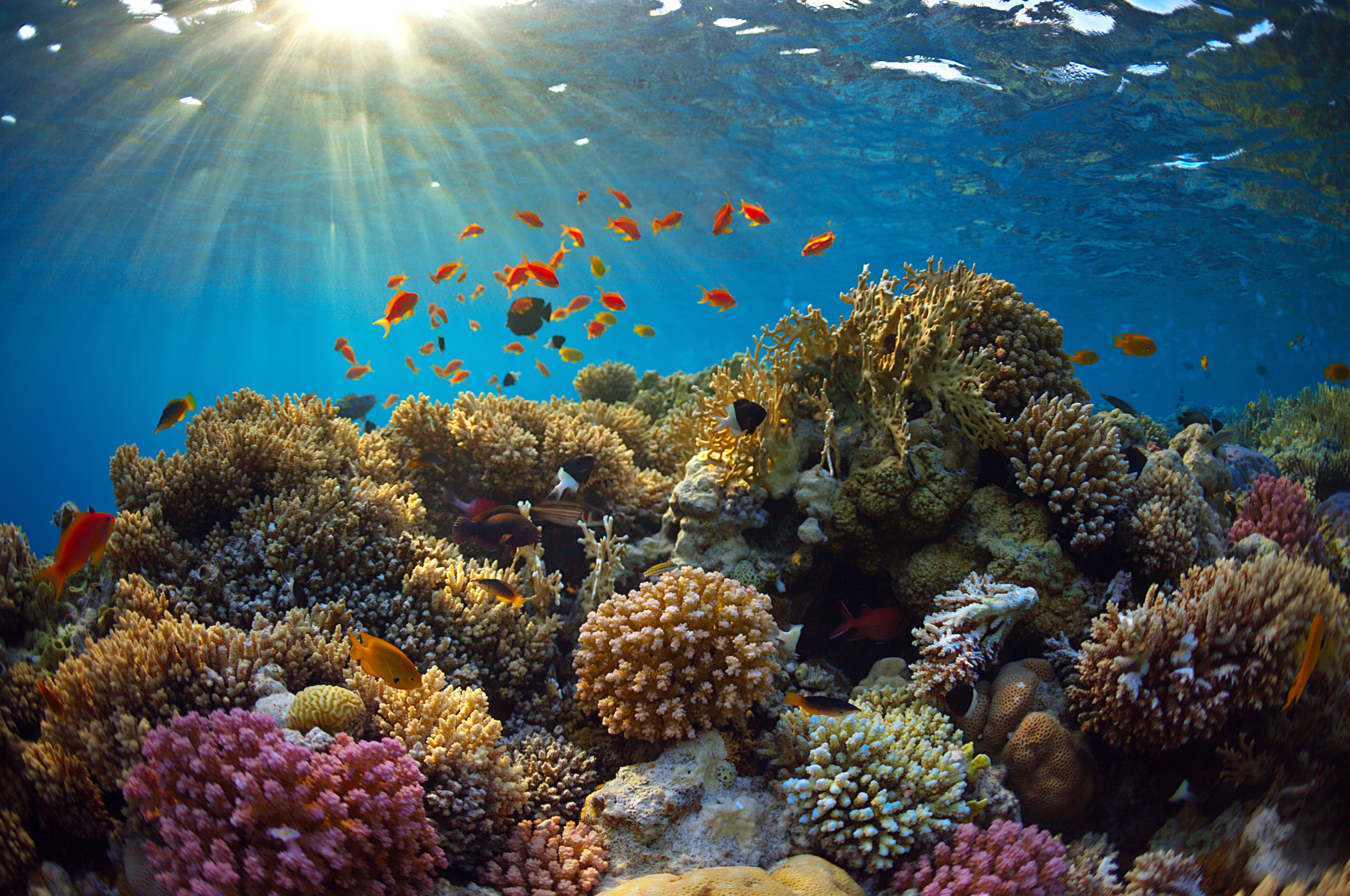 underwater, World, Corals, Fish, Rays, Of, Light, Animals, Wallpapers Wallpaper
