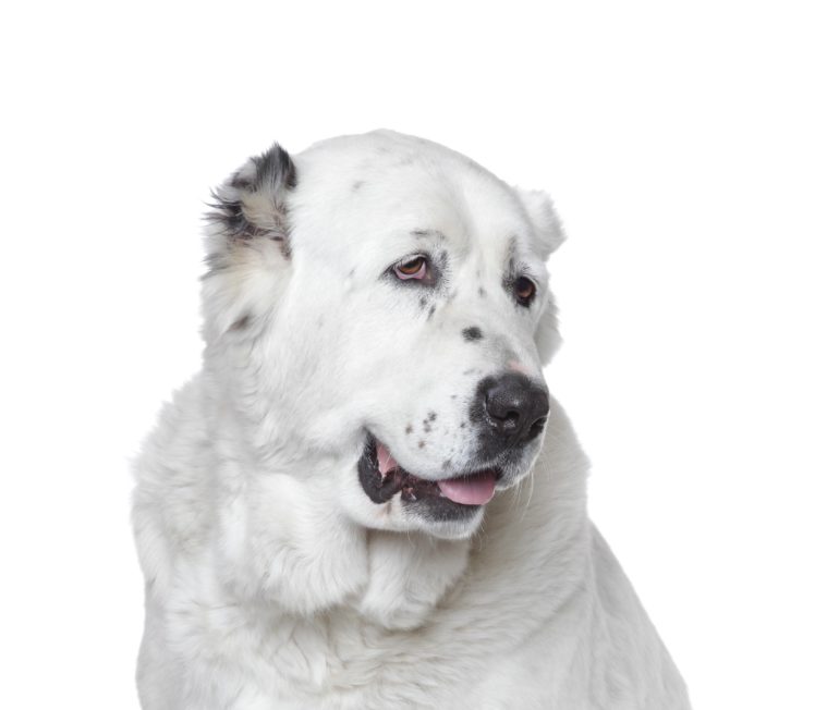 dogs, Central, Asian, Shepherd, Dog, White, Background, Animals, Wallpapers HD Wallpaper Desktop Background