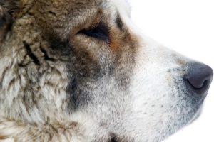 dogs, Central, Asian, Shepherd, Dog, Snout, Animals, Wallpapers