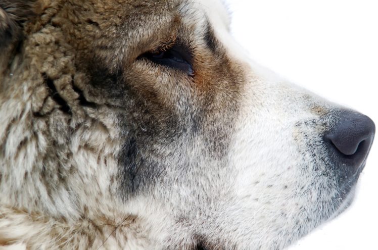 dogs, Central, Asian, Shepherd, Dog, Snout, Animals, Wallpapers HD Wallpaper Desktop Background