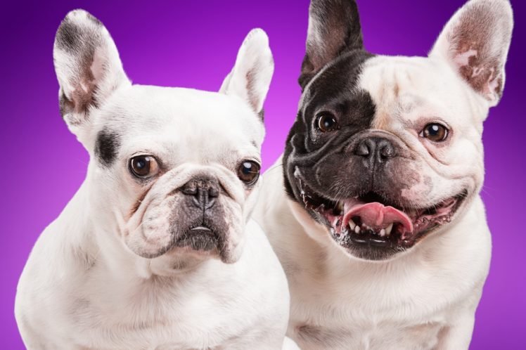 dogs, Bulldog, Two, Animals, Wallpapers HD Wallpaper Desktop Background