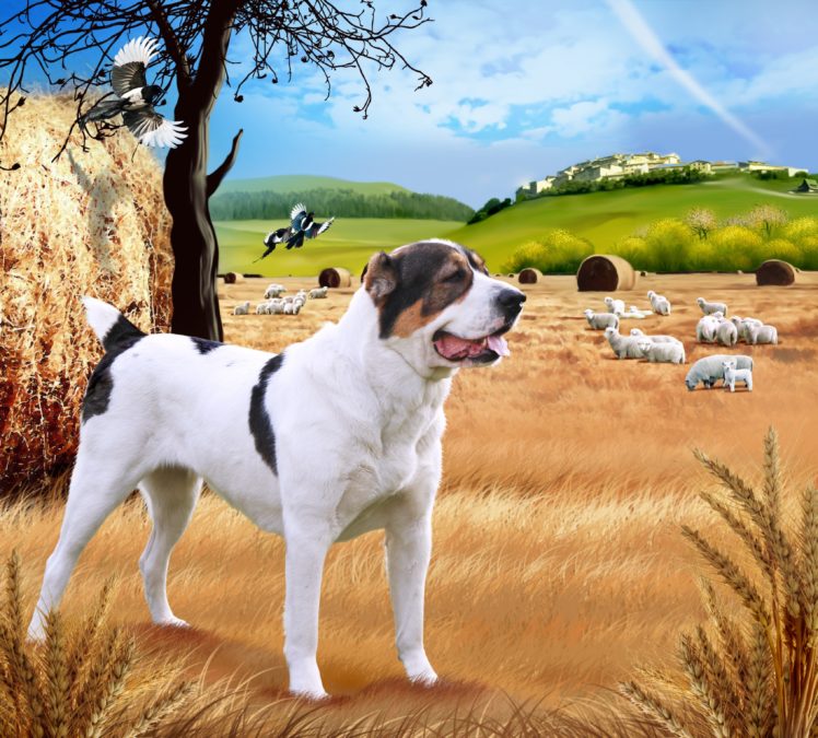 dogs, Central, Asian, Shepherd, Dog, Animals, Wallpapers HD Wallpaper Desktop Background
