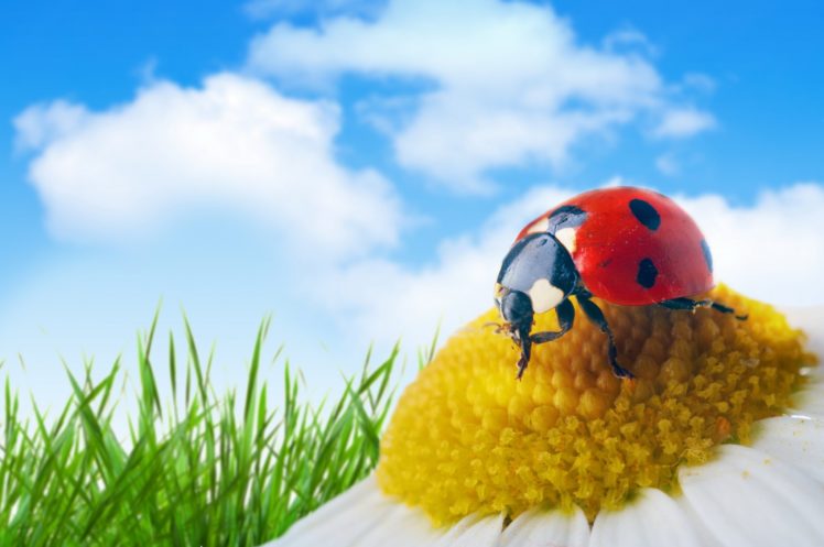 ladybugs, Closeup, Camomiles, Sky, Drops, Animals, Wallpapers HD Wallpaper Desktop Background