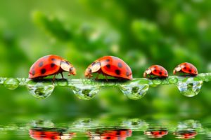 ladybugs, Drops, 4, Animals, Wallpapers