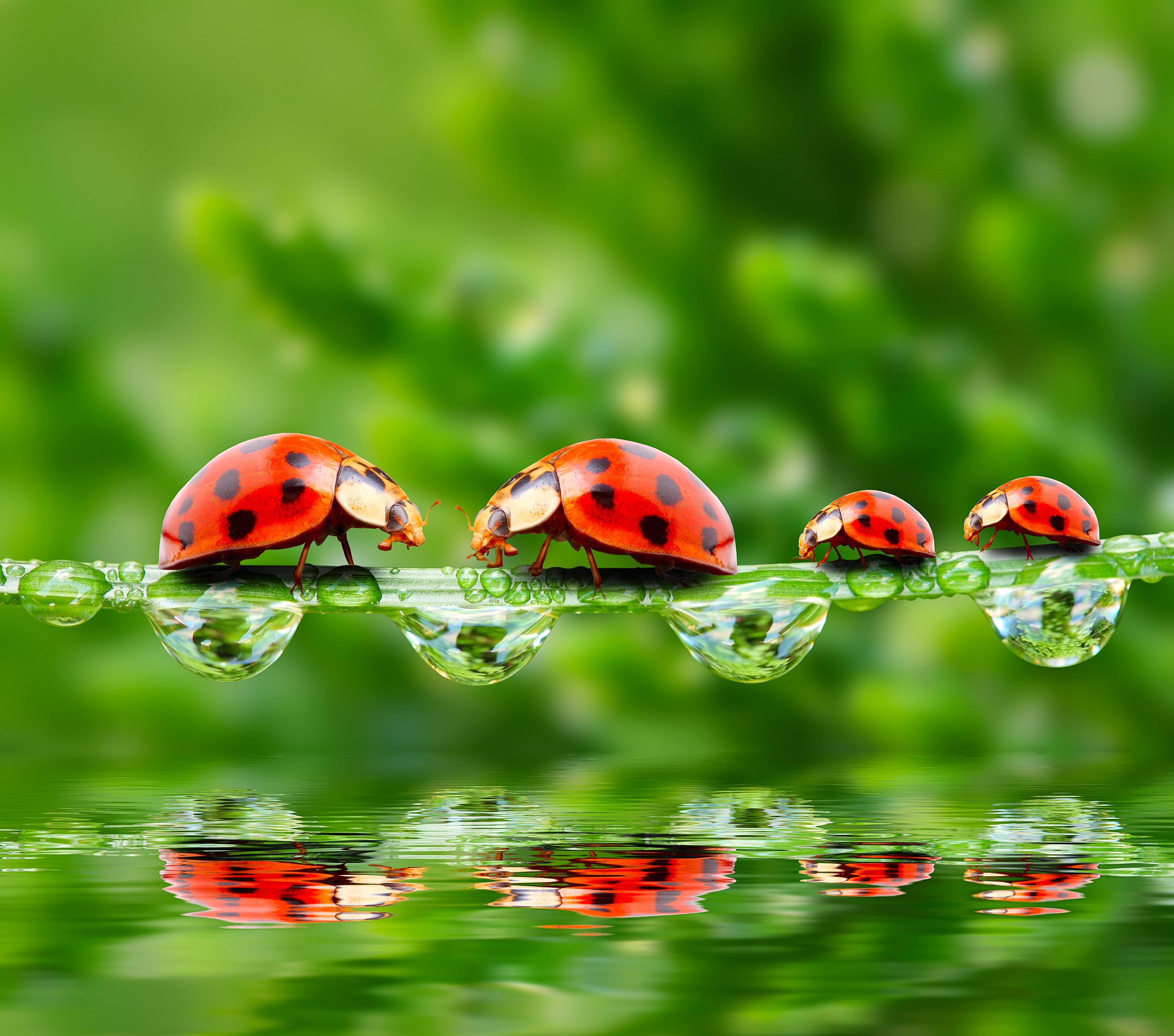 ladybugs-drops-4-animals-wallpapers-wallpapers-hd-desktop-and-mobile-backgrounds