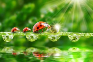 ladybugs, Water, Drops, Rays, Of, Light, Three, 3, Animals