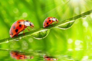 ladybugs, Closeup, Drops, Rays, Of, Light, Two, Animals, Wallpapers