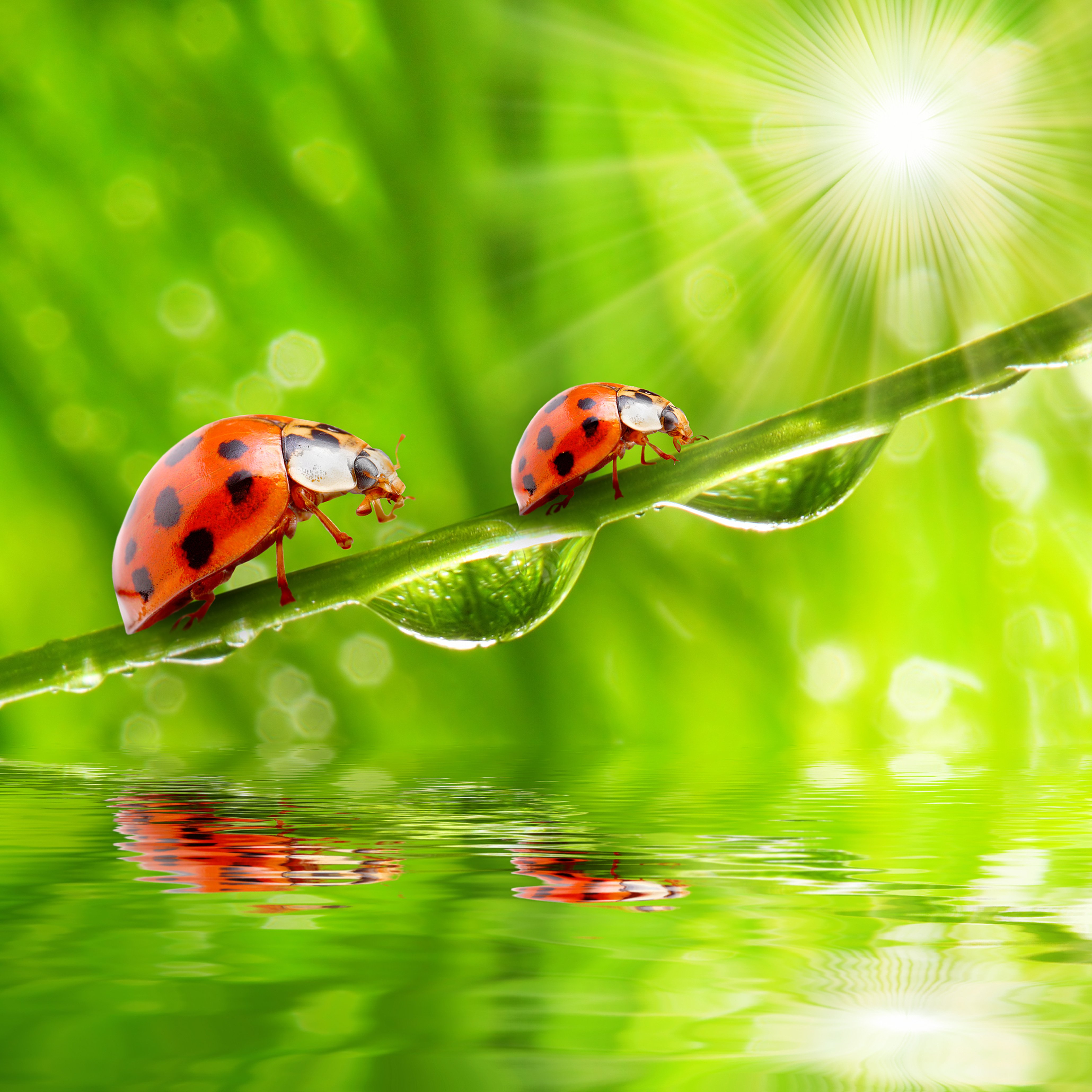 ladybugs, Closeup, Drops, Rays, Of, Light, Two, Animals, Wallpapers Wallpaper