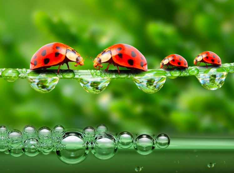 ladybugs, Drops, 4, Animals, Wallpapers HD Wallpaper Desktop Background