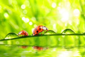 ladybugs, Closeup, Water, Drops, Two, Animals, Wallpapers
