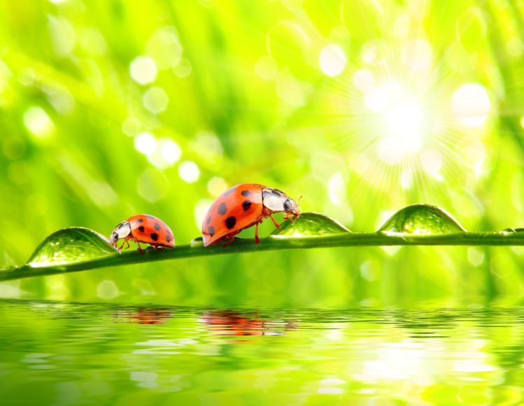 ladybugs, Closeup, Water, Drops, Two, Animals, Wallpapers HD Wallpaper Desktop Background