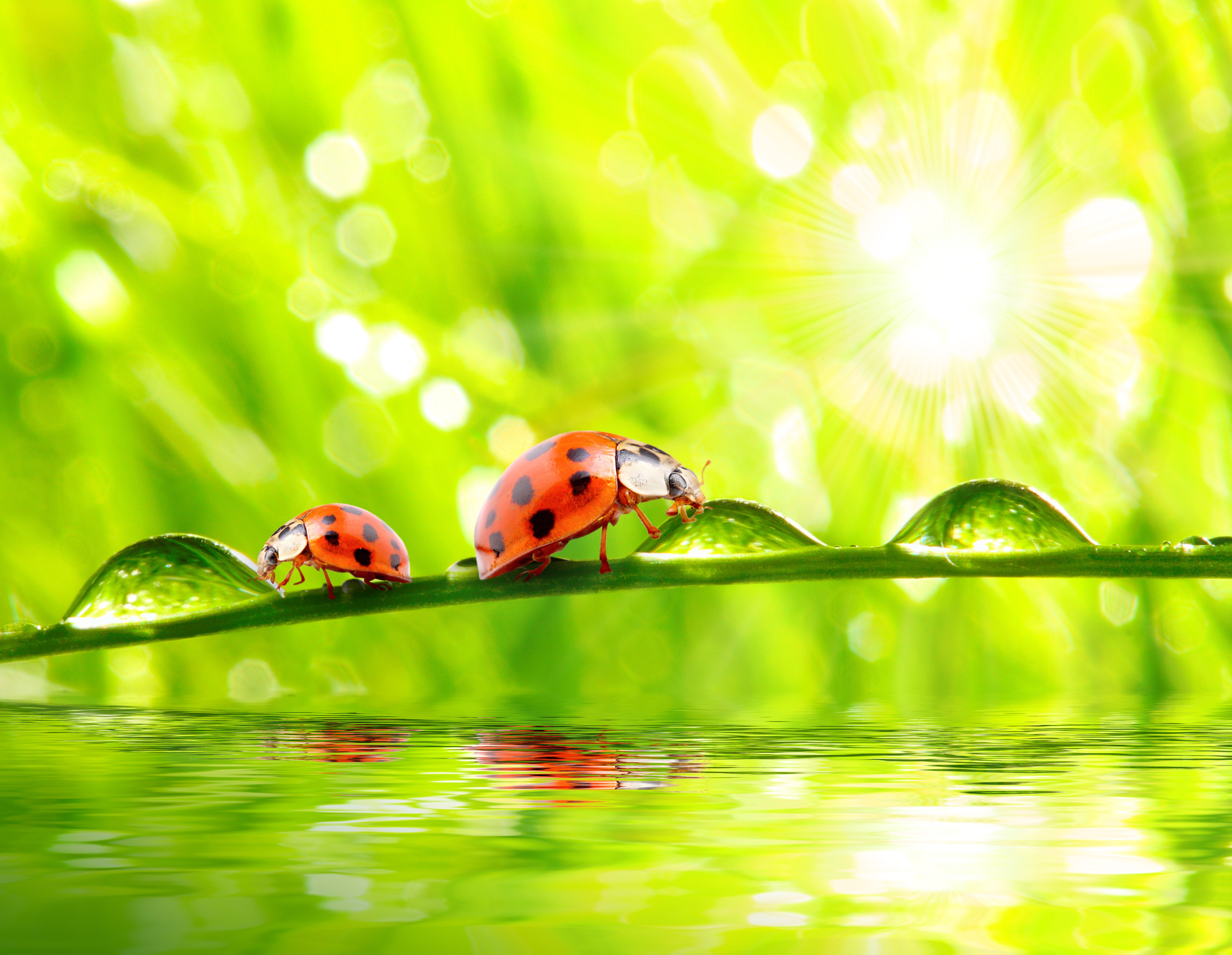 ladybugs, Closeup, Water, Drops, Two, Animals, Wallpapers Wallpaper